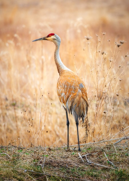 Upcoming Events in the Crane Industry